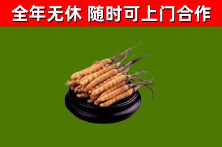 玉林烟酒回收冬虫夏草.jpg